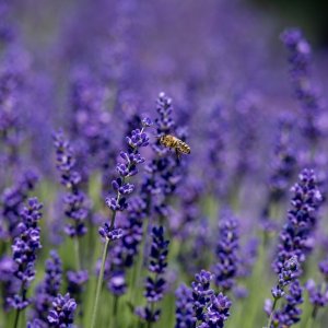 Levanduľa úzkolistá (Lavandula angustifolia) ´HIDCOTE´ - výška 70-80 cm, kont. C9L - NA KMIENKU